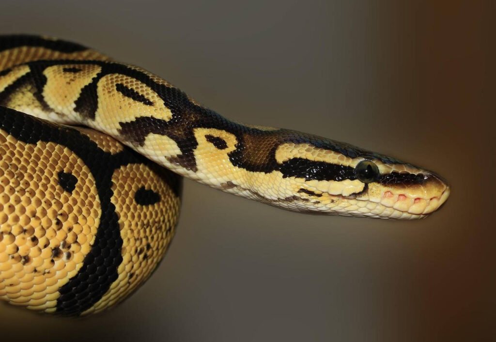 How To Install And Use Python In Windows 11