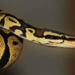 How To Install And Use Python In Windows 11